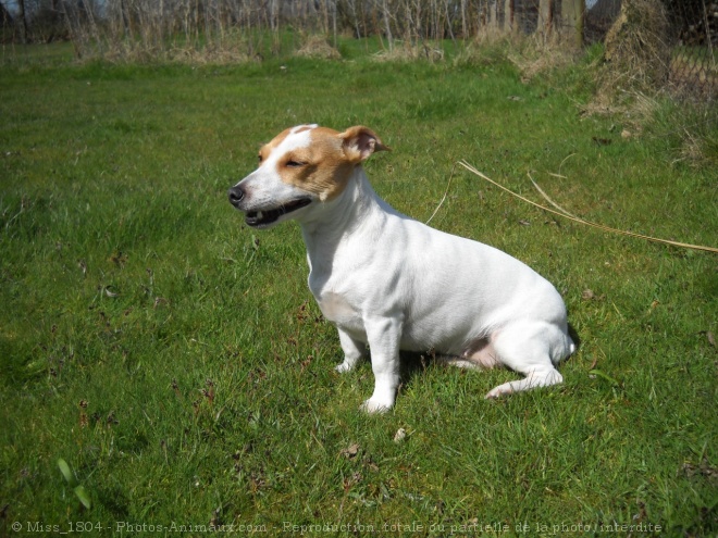 Photo de Jack russell terrier