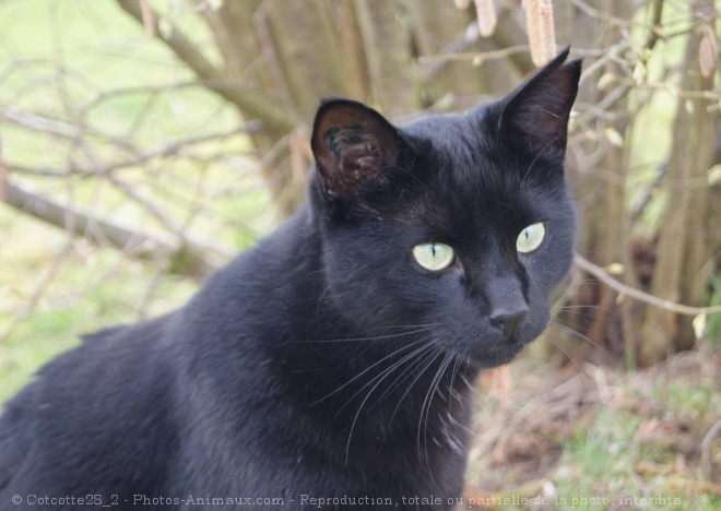 Photo de Chat domestique