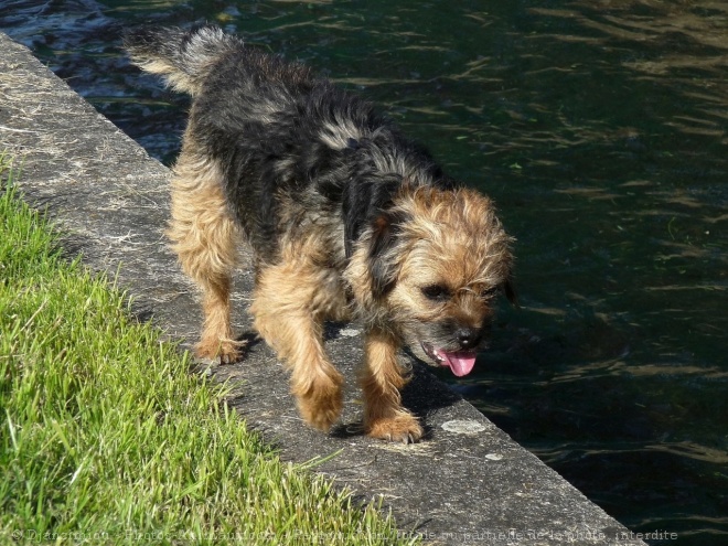 Photo de Border terrier