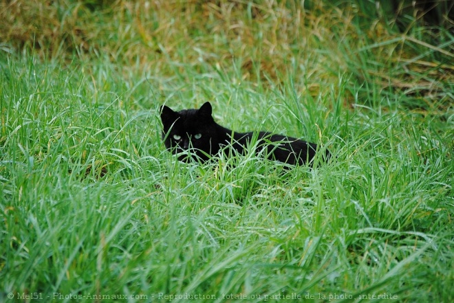 Photo de Chat domestique