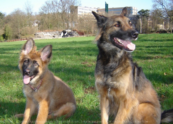 Photo de Races diffrentes