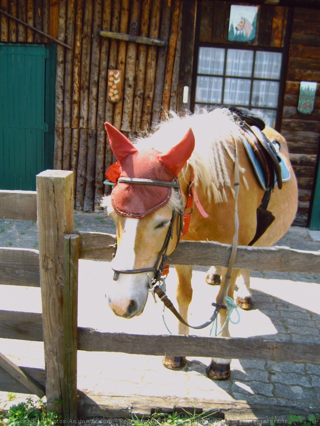 Photo de Haflinger