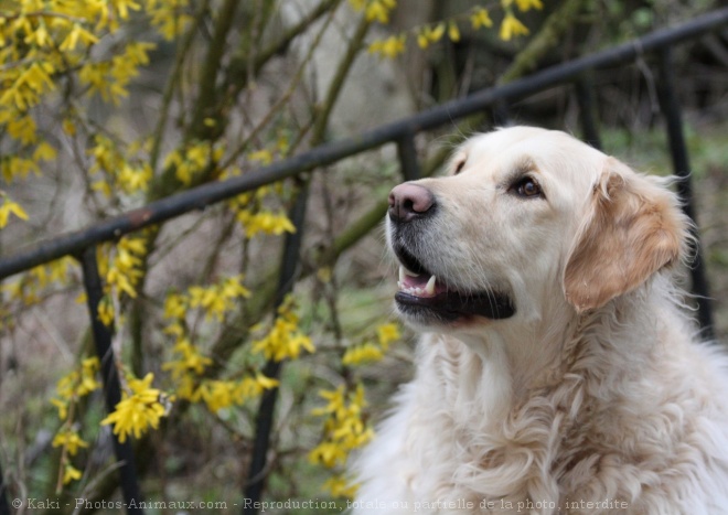 Photo de Golden retriever