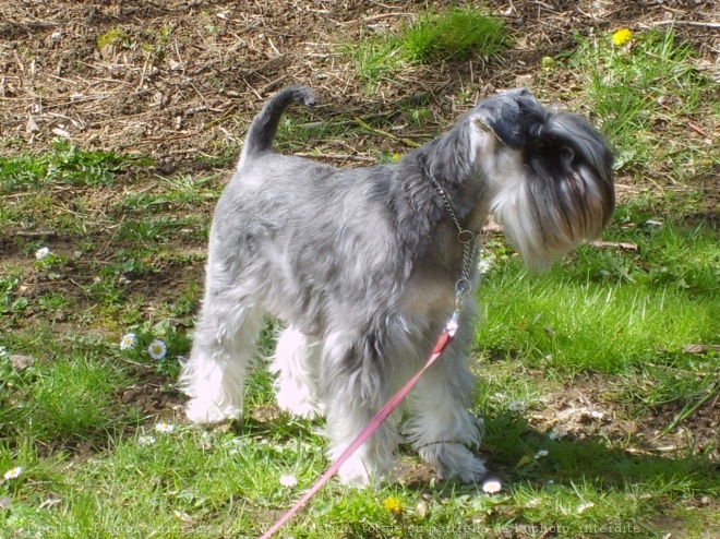 Photo de Schnauzer nain