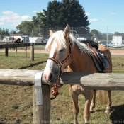 Photo de Haflinger