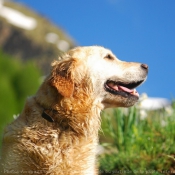 Photo de Golden retriever