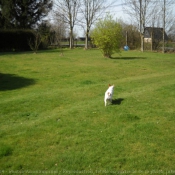 Photo de Jack russell terrier