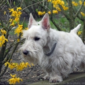 Photo de Scottish terrier