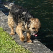 Photo de Border terrier