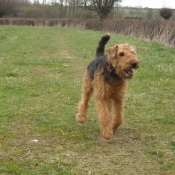 Photo d'Airedale terrier