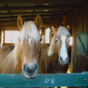 Photo de Haflinger