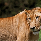 Photo de Lion