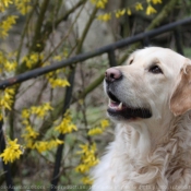 Photo de Golden retriever