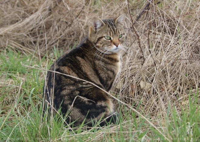 Photo de Chat domestique