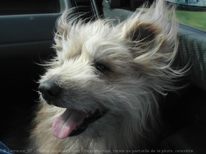 Photo de Chien de berger des pyrenes  poil long