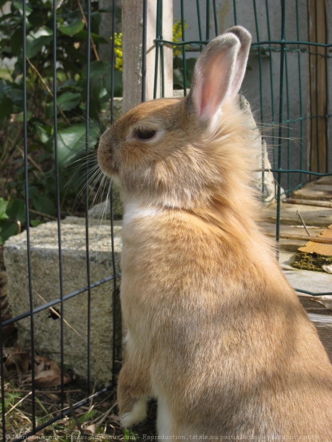 Photo de Lapin