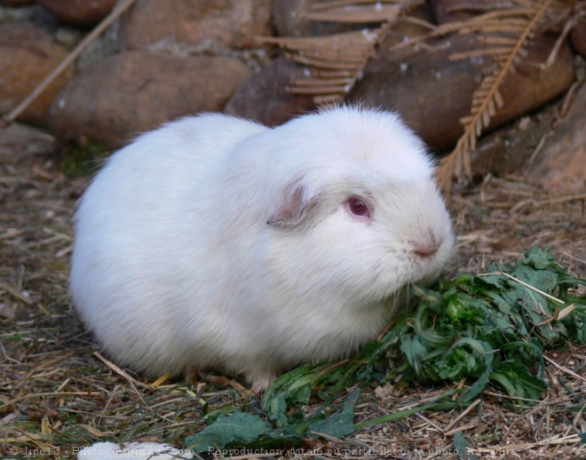 Photo de Cochon d'inde - albinos