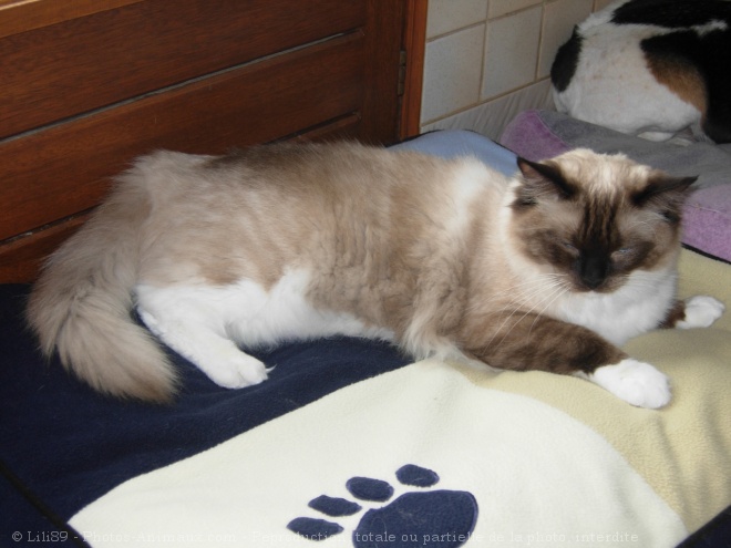 Photo de Ragdoll