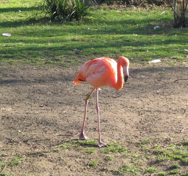 Photo de Flamand rose