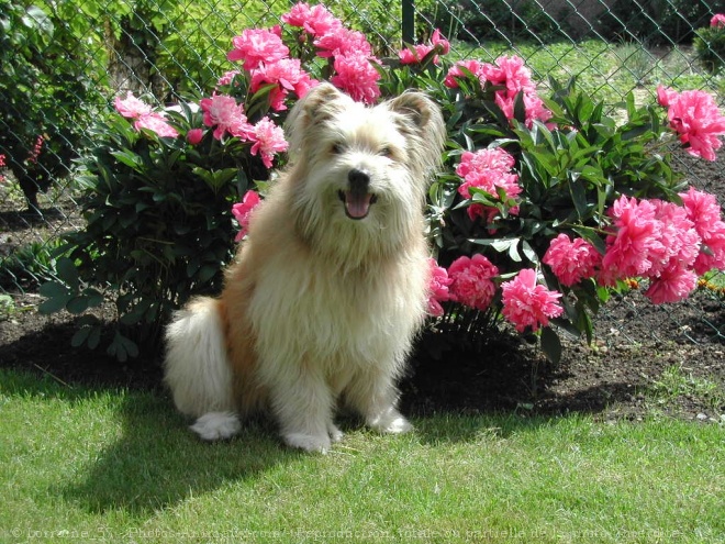 Photo de Chien de berger des pyrenes  poil long