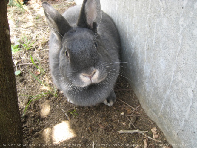 Photo de Lapin