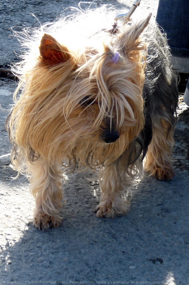 Photo de Yorkshire terrier