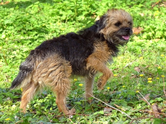 Photo de Border terrier