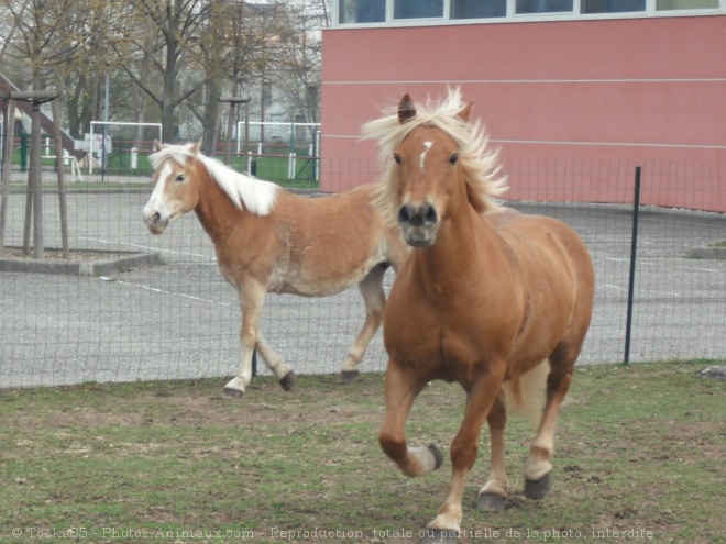 Photo de Haflinger