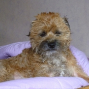 Photo de Border terrier