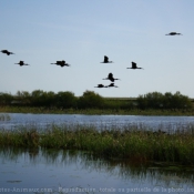 Photo d'Ibis