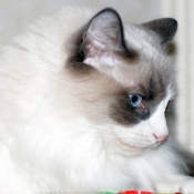 Photo de Ragdoll