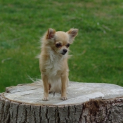 Photo de Chihuahua  poil long