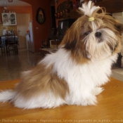 Photo de Shih tzu