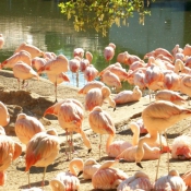 Photo de Flamand rose