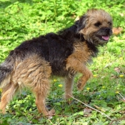 Photo de Border terrier