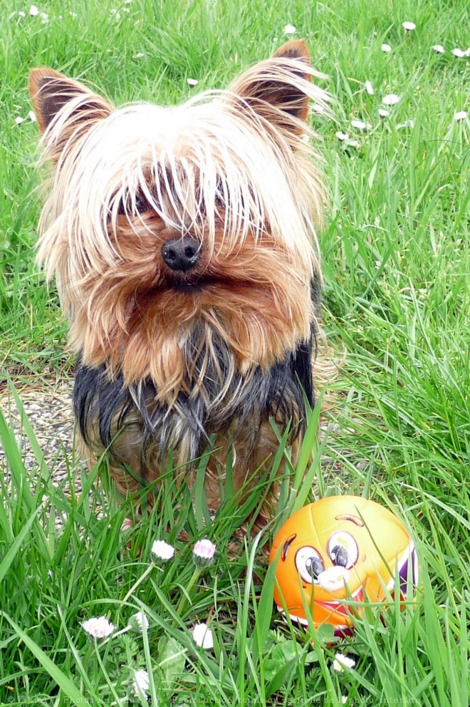 Photo de Yorkshire terrier