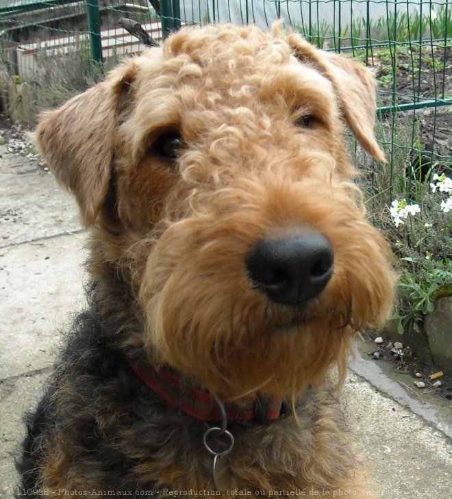 Photo d'Airedale terrier