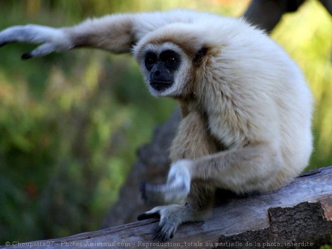 Photo de Singe - gibbon