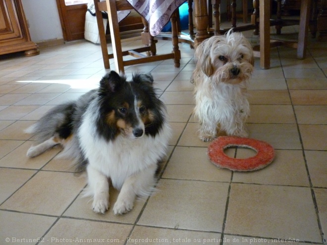 Photo de Races diffrentes