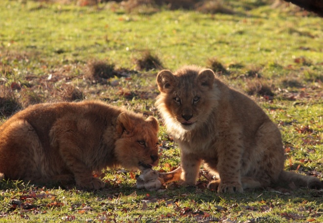 Photo de Lion