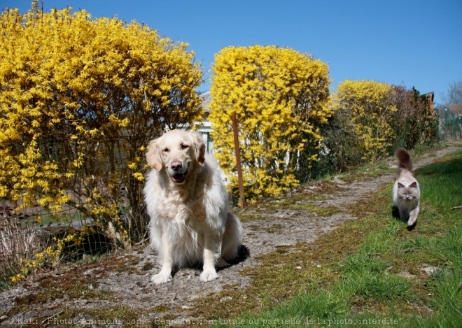 Photo de Golden retriever