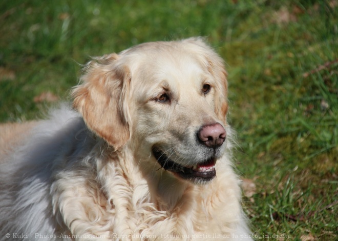 Photo de Golden retriever