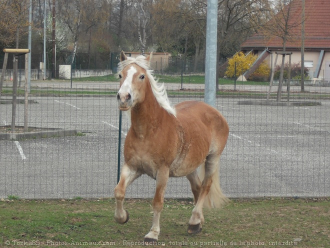 Photo de Haflinger