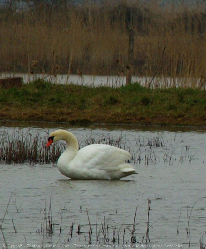 Photo de Cygne