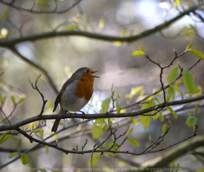 Photo de Rouge gorge