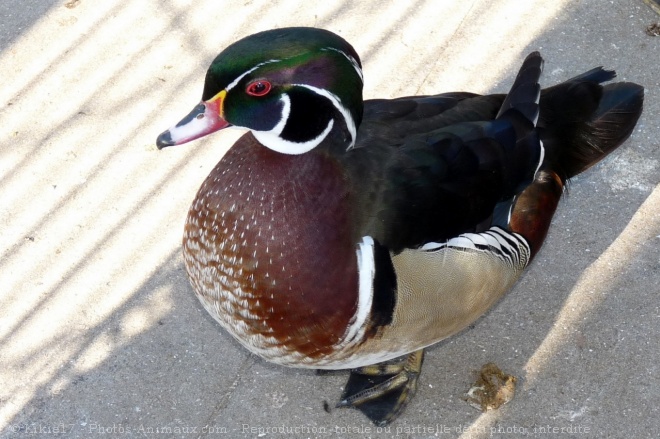 Photo de Canard carolin