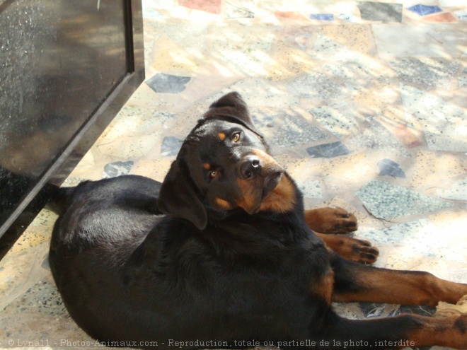 Photo de Rottweiler