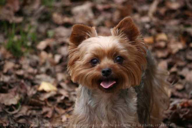 Photo de Yorkshire terrier