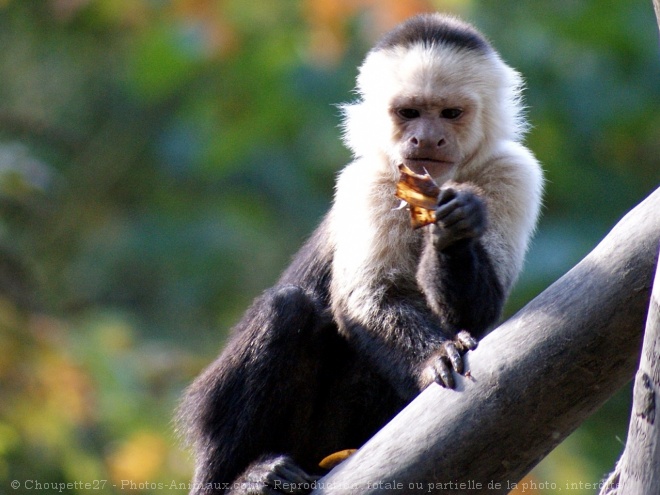 Photo de Singe - capucin