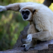 Photo de Singe - gibbon